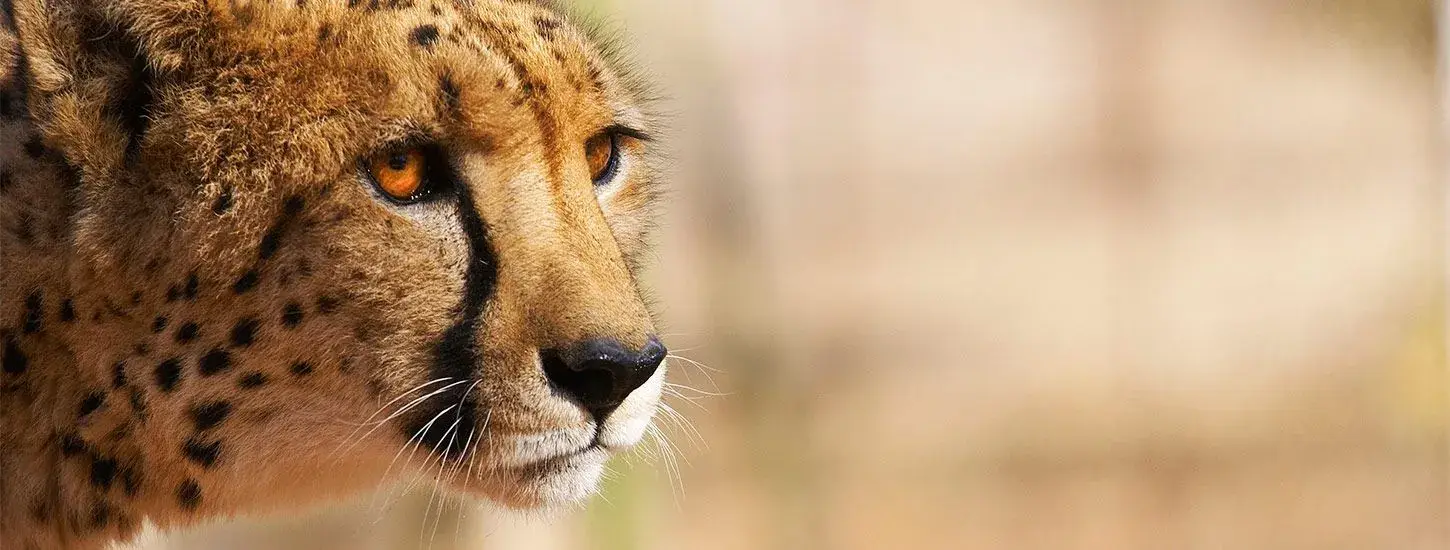 Cheetah on the reserve