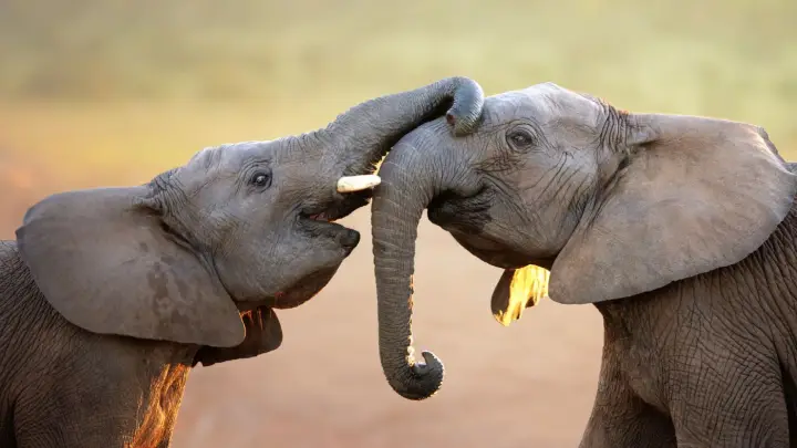Namibia Desert Elephant Volunteer Program