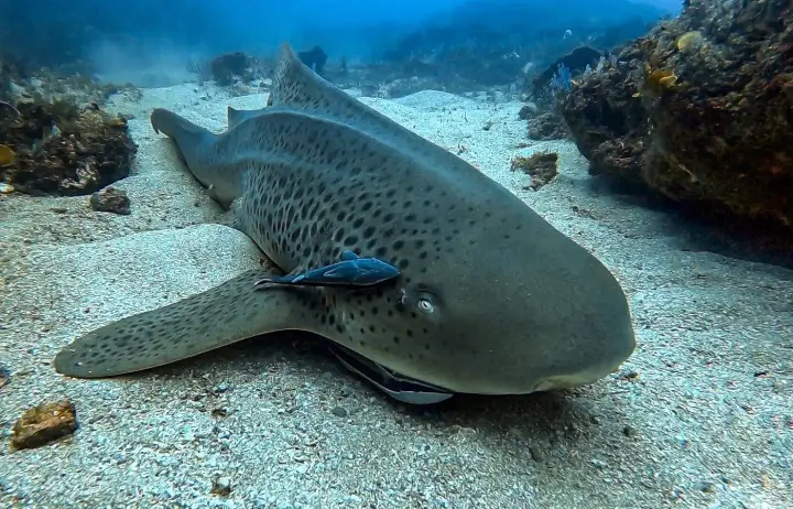Ocean Research & Marine Conservation Program