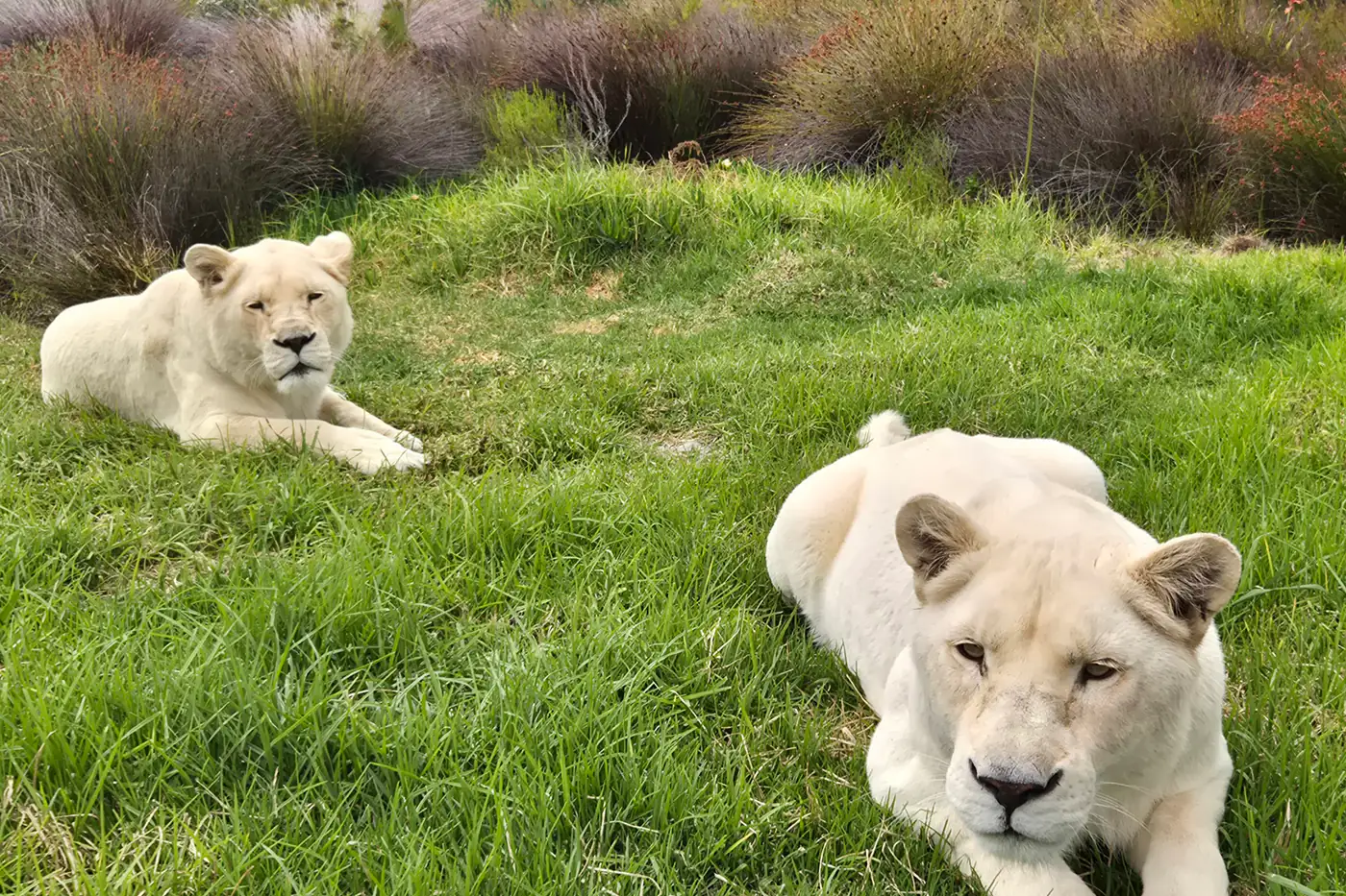 South Africa Big Cat Sanctuary & Welfare Volunteer Program