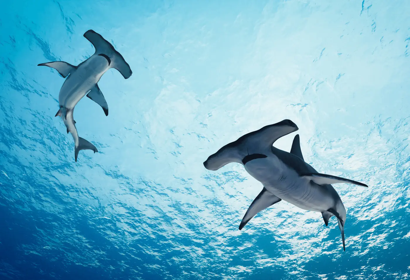 South Africa Shark & Marine Conservation Program