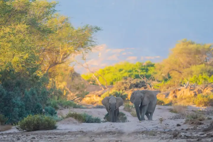 South Africa Wildlife Conservation Program